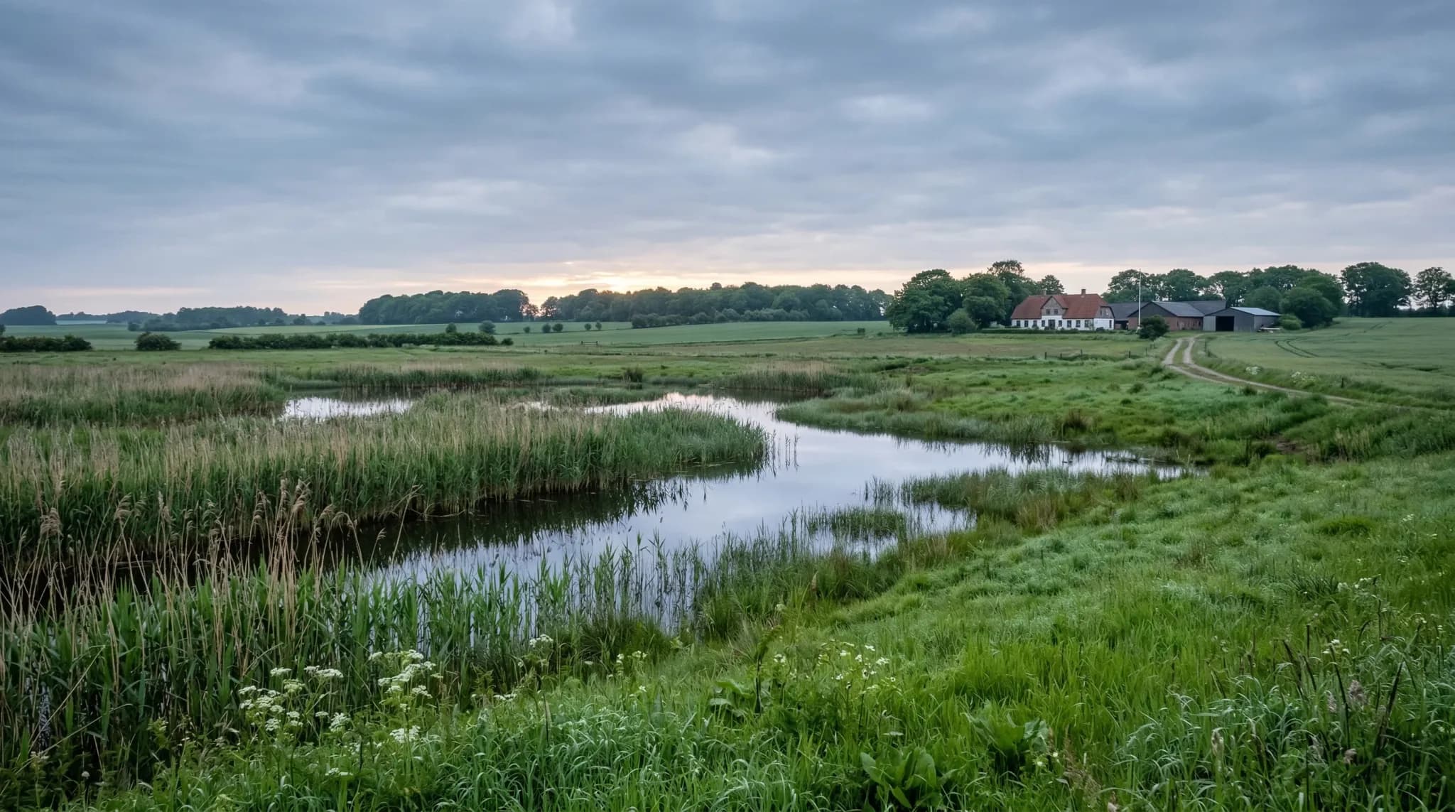 A wide-angle photorealistic shot of a vast Northern European agricultural landscape at dawn. In the foreground, a lush green field transitions into a shallow wetland area with reeds and still water re