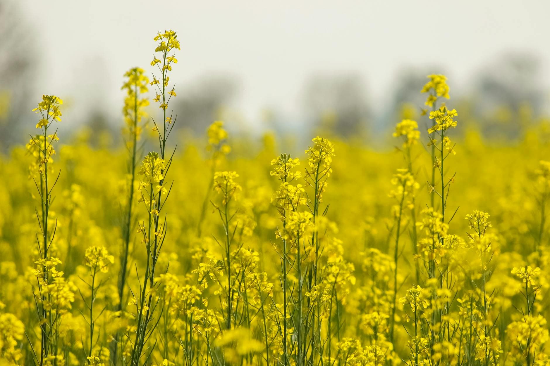 Bright yellow rapeseed flowers bloom in a vast field during spring in Punjab, Pakistan.