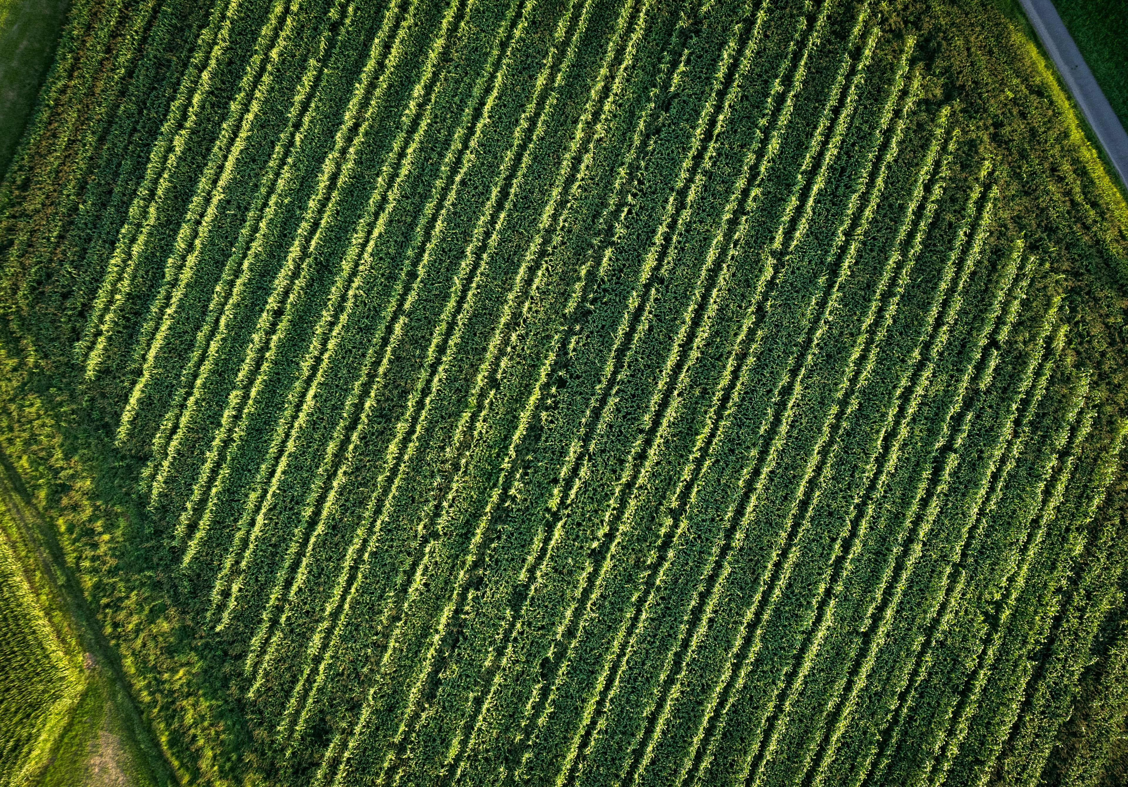 An aerial view of a green field with trees