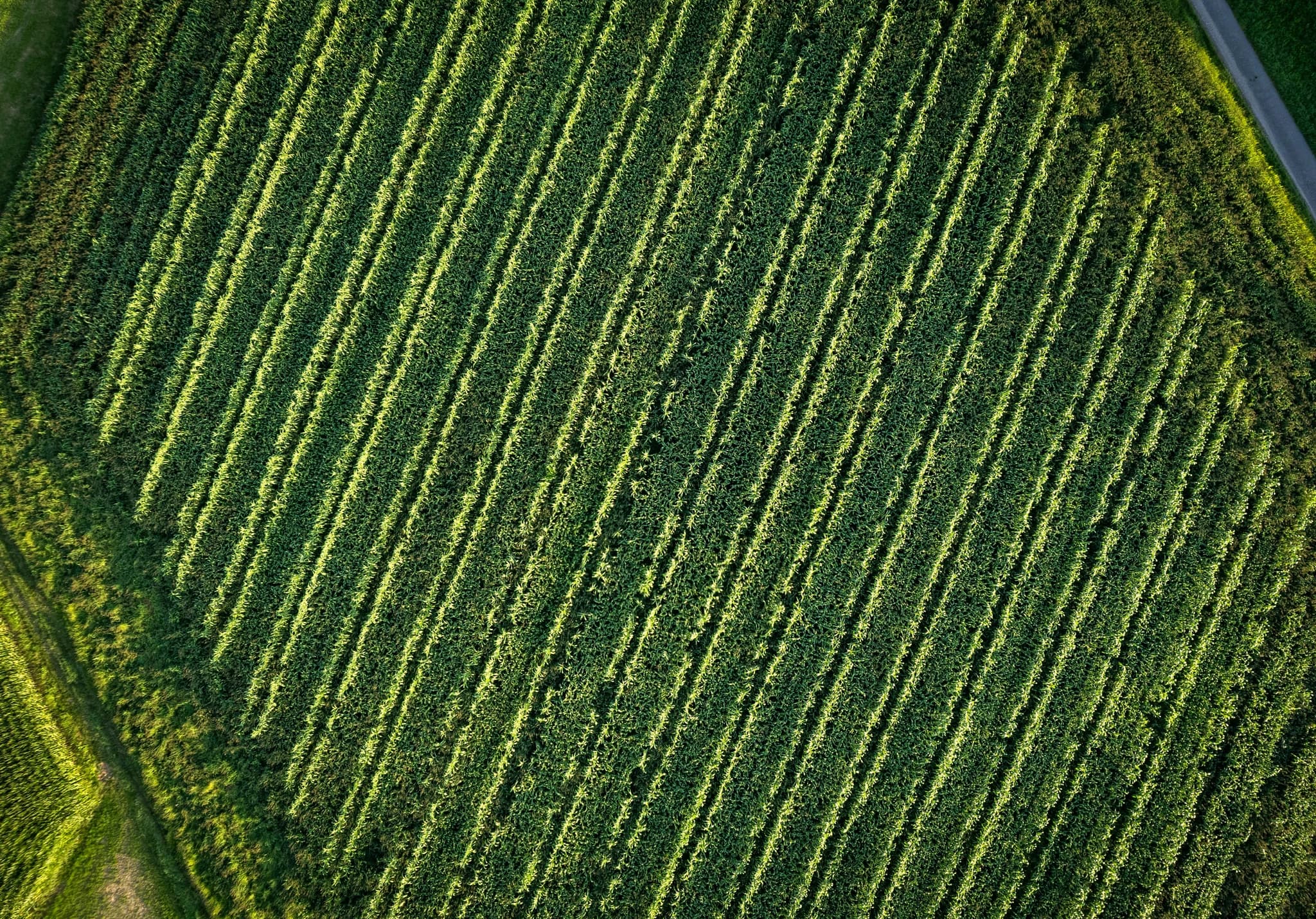 An aerial view of a green field with trees