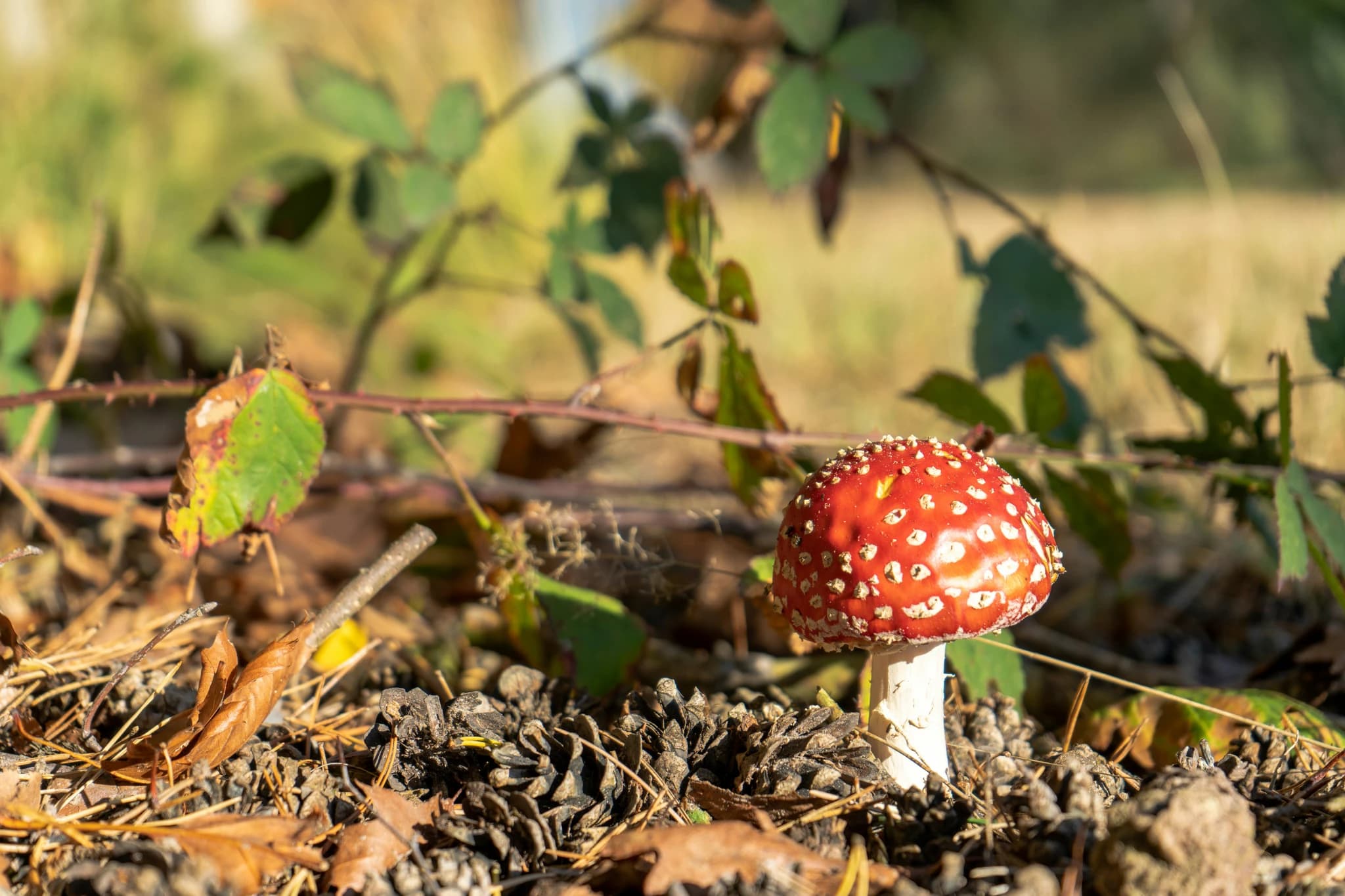 a small red mushroom sitting on the ground