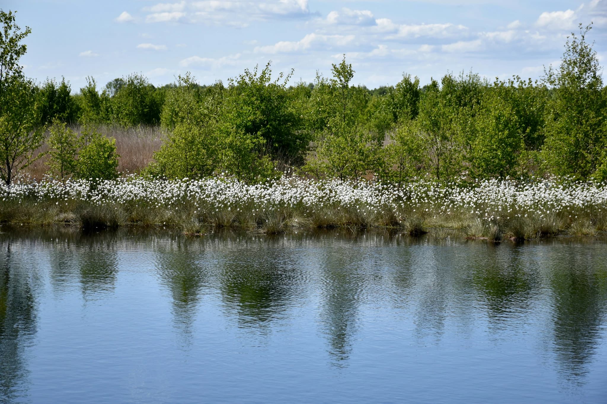 Calm water reflects trees and a cloudy sky